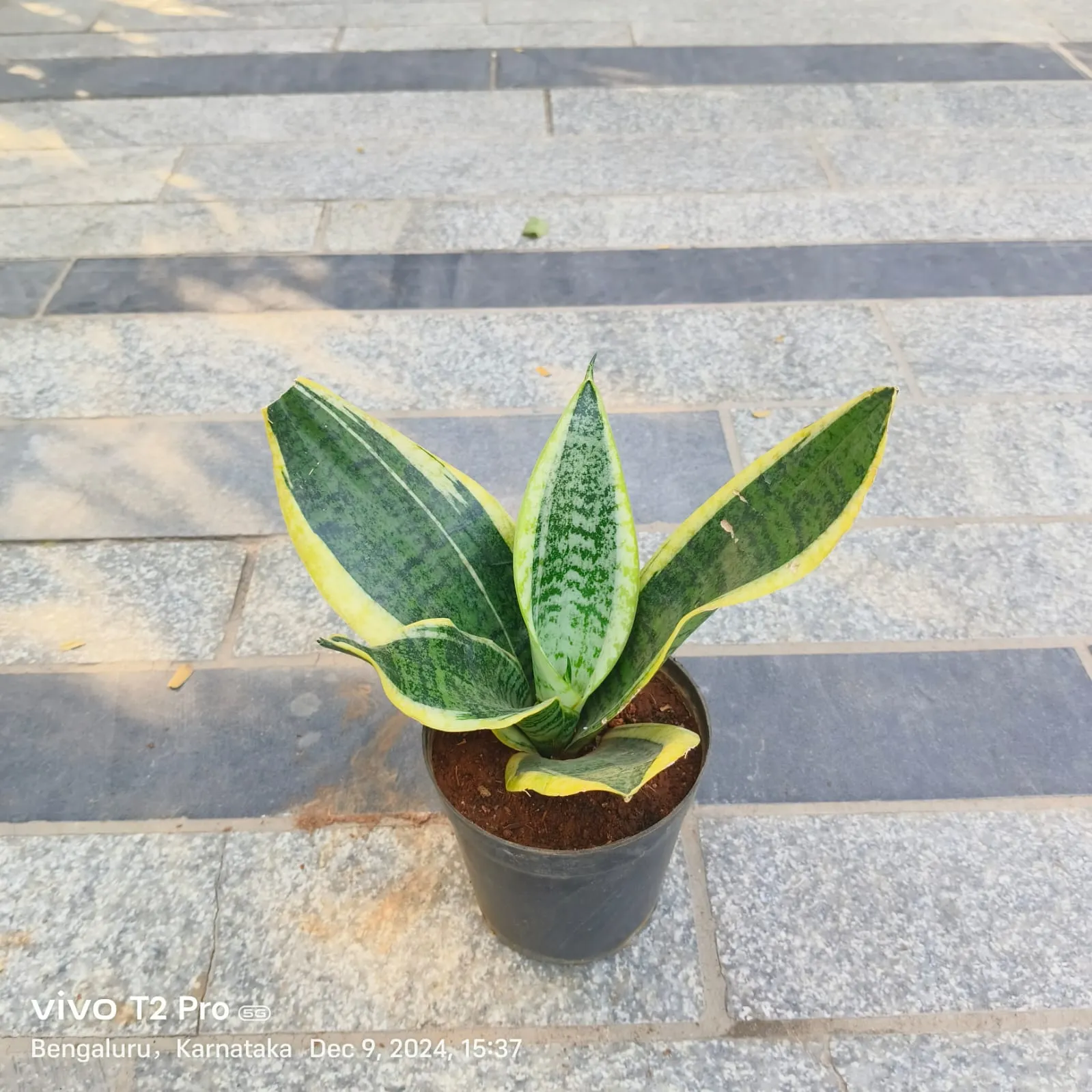 Snake Yellow in 4 Inch Nursery Pot