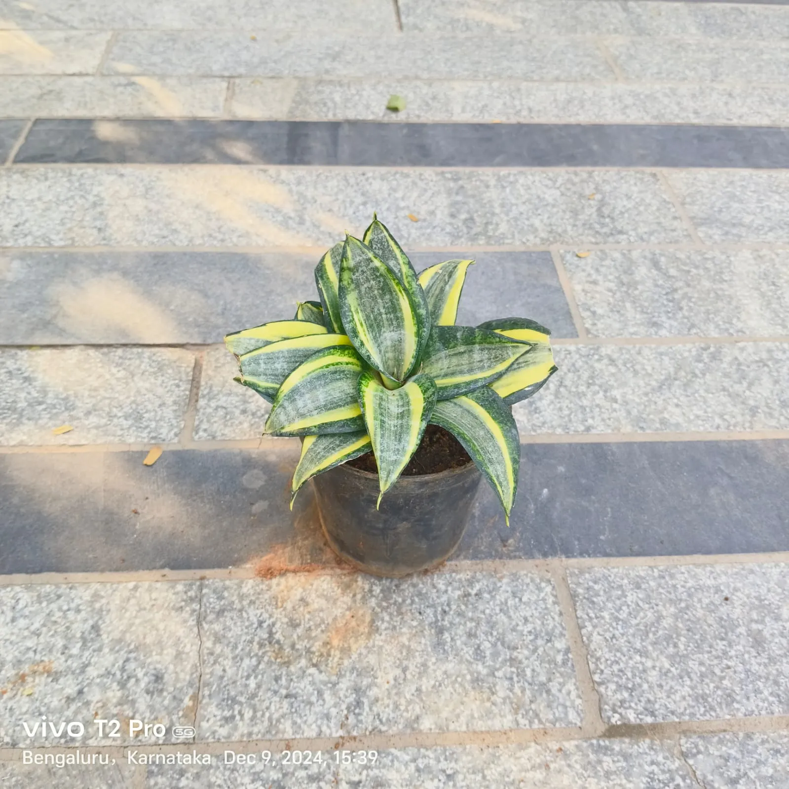 Snake Yellow Variegated in 4 Inch Nursery Pot