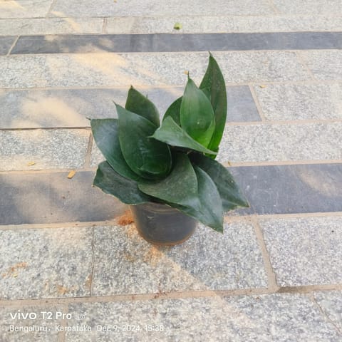 Snake Green in 4 Inch Nursery Pot