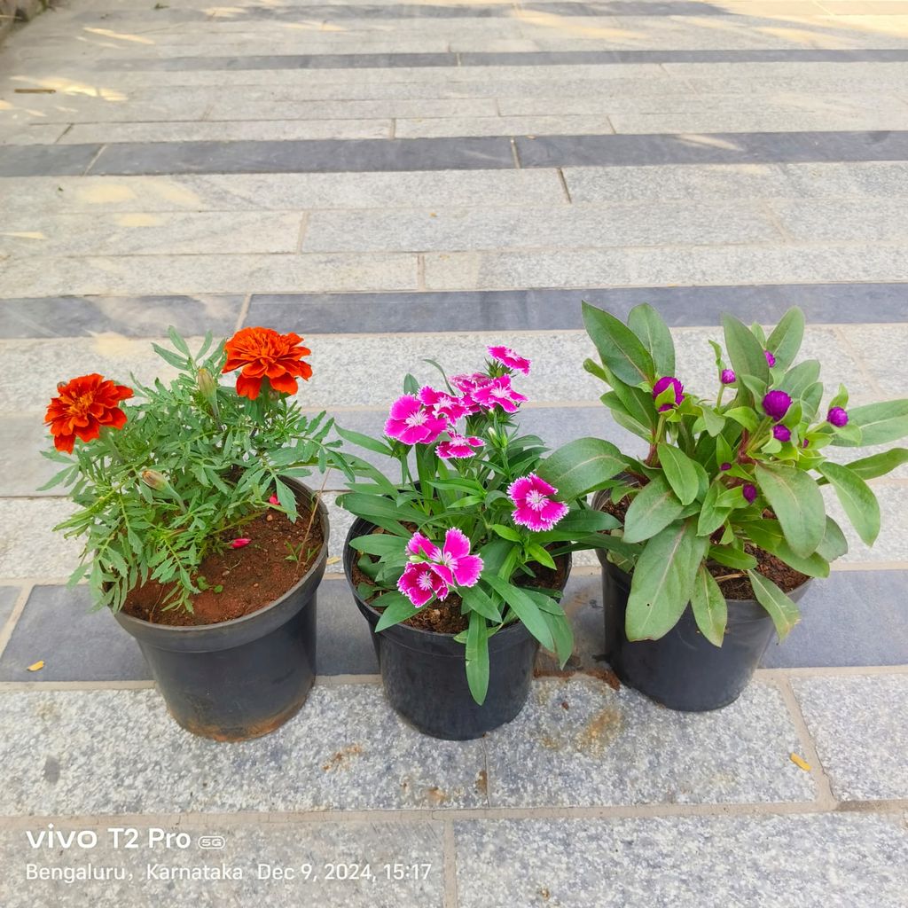 Buy Set Of 3 - Marigold / Genda, Dianthus & Gomphrena (Any Colour) in 4 Inch Nursery Pot Online | Urvann.com Set Of 3 - Marigold / Genda, Dianthus & Gomphrena (Any Colour) in 4 Inch Nursery Pot