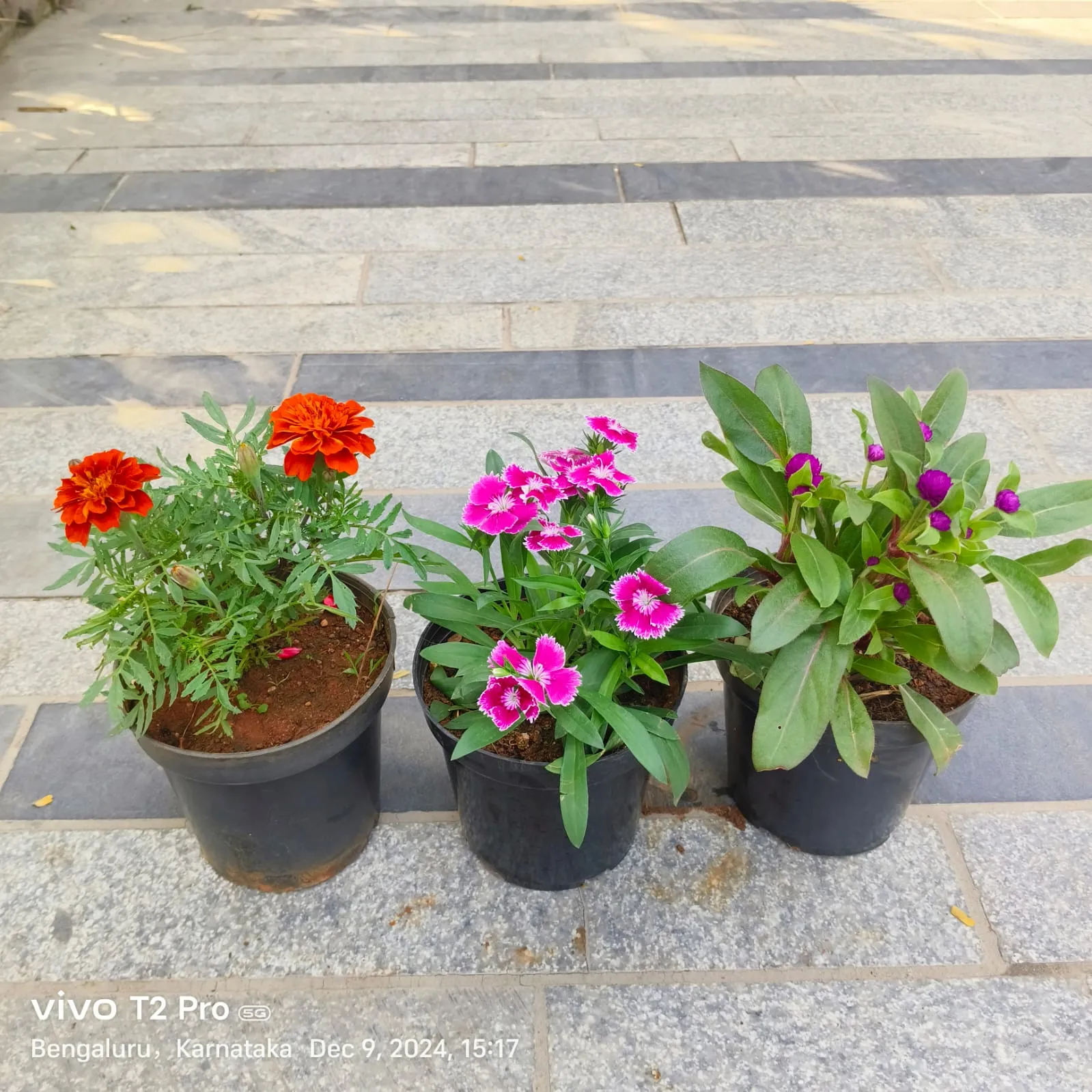 Set Of 3 - Marigold / Genda, Dianthus & Gomphrena (Any Colour) in 4 Inch Nursery Pot
