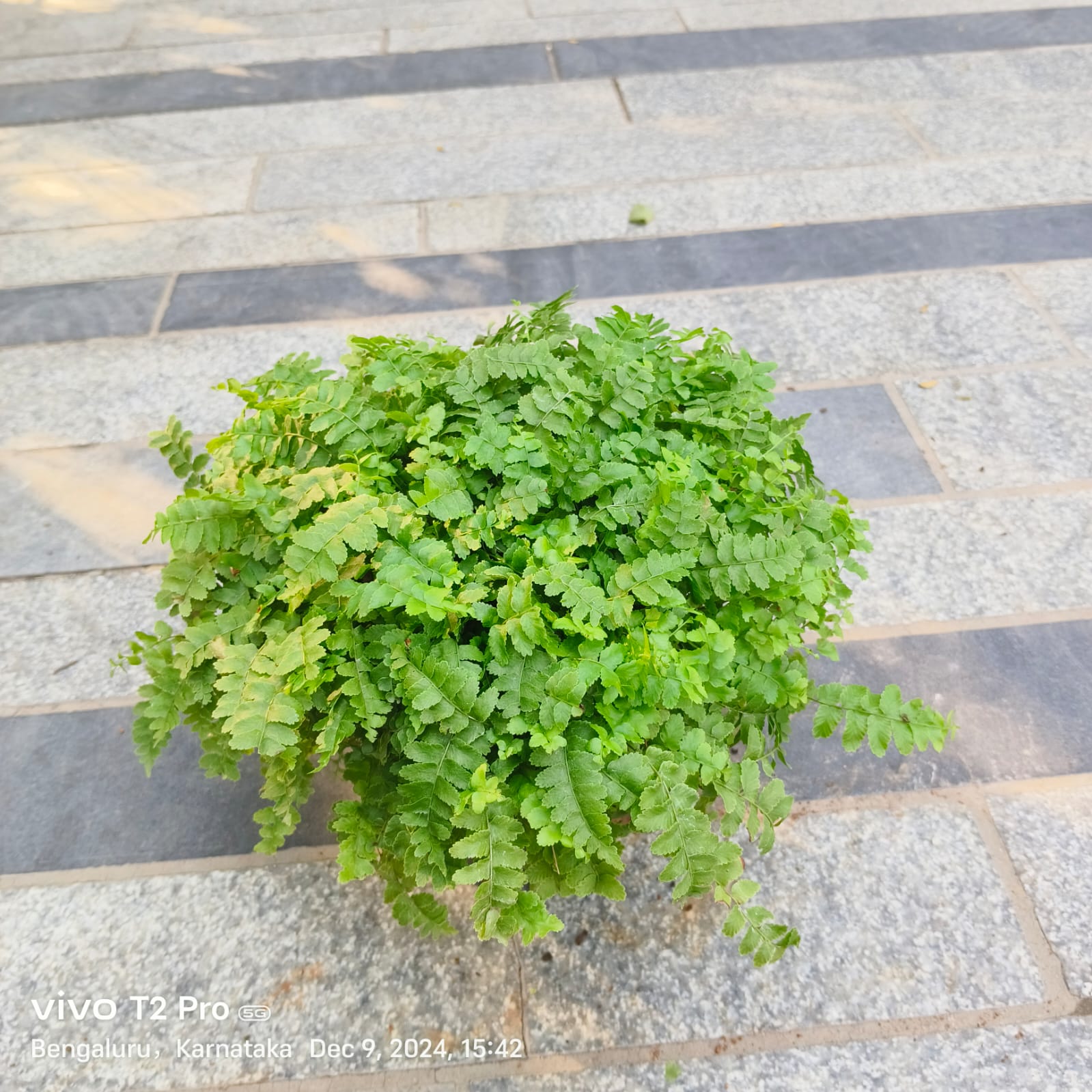 Fern Green Small Leaf in 4 Inch Nursery Pot