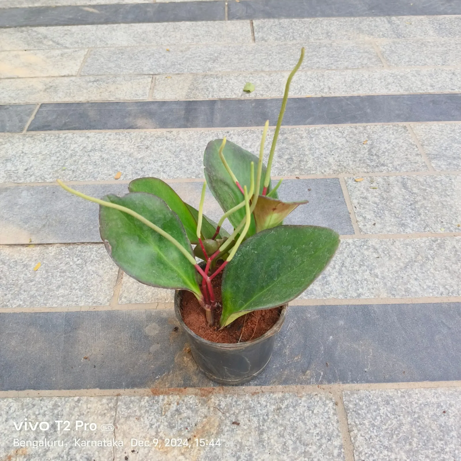 Peperomia / Radiator Plant (Any Colour) in 4 Inch Nursery Pot