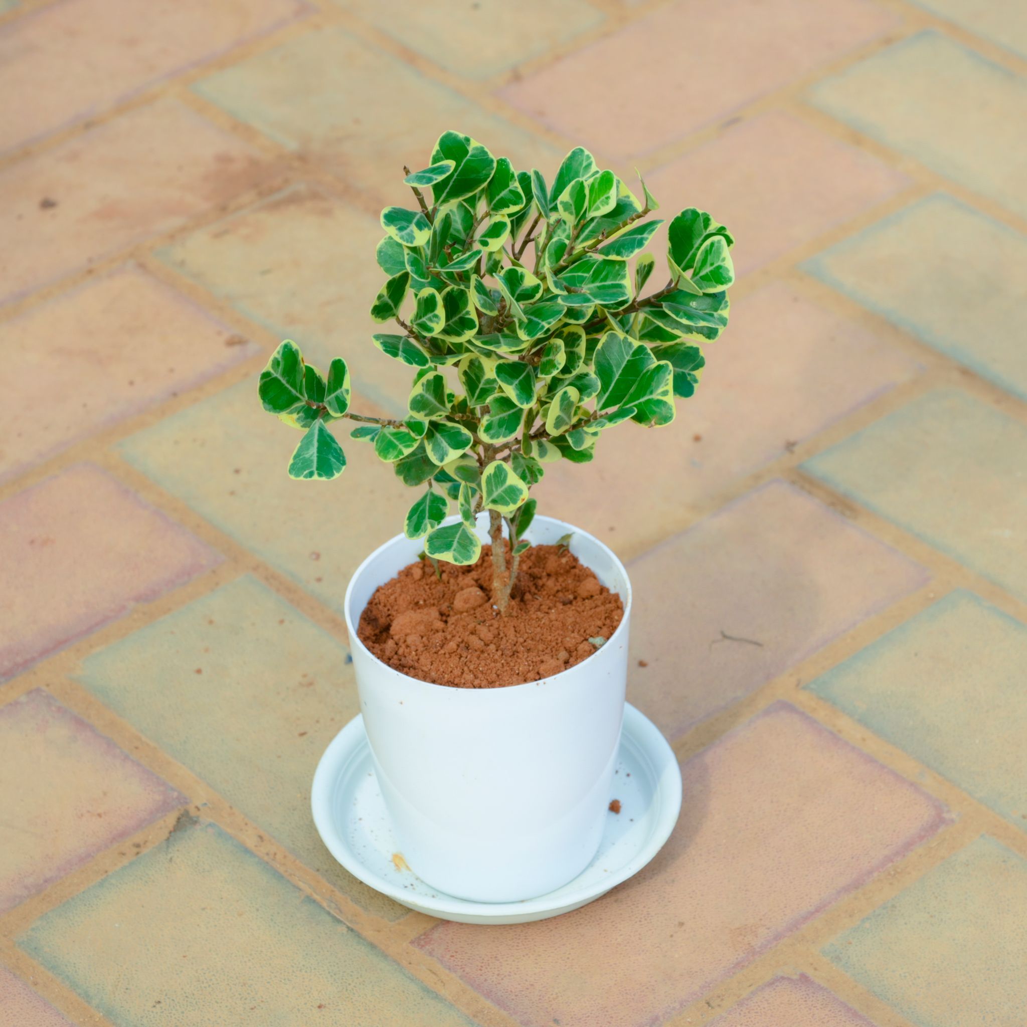 Ficus Green White in 5 Inch White Premium Sphere Plastic Pot with Tray