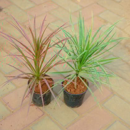 Buy Set Of 2 - Dracaena Colorama Red & Green in 4 Inch Nursery Pot Online | Urvann.com