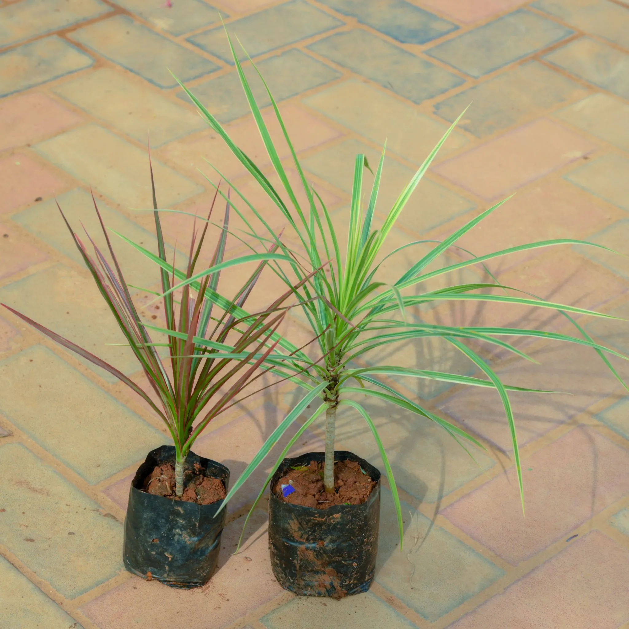 Set Of 2 - Dracaena Colorama Red & Green in 4 Inch Nursery Bag
