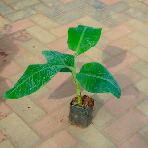 Banana / Kela Plant in 4 Inch Nursery Bag