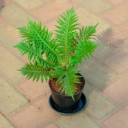 Buy Fern Green in 5 Inch Nursery Pot With Tray Online | Urvann.com