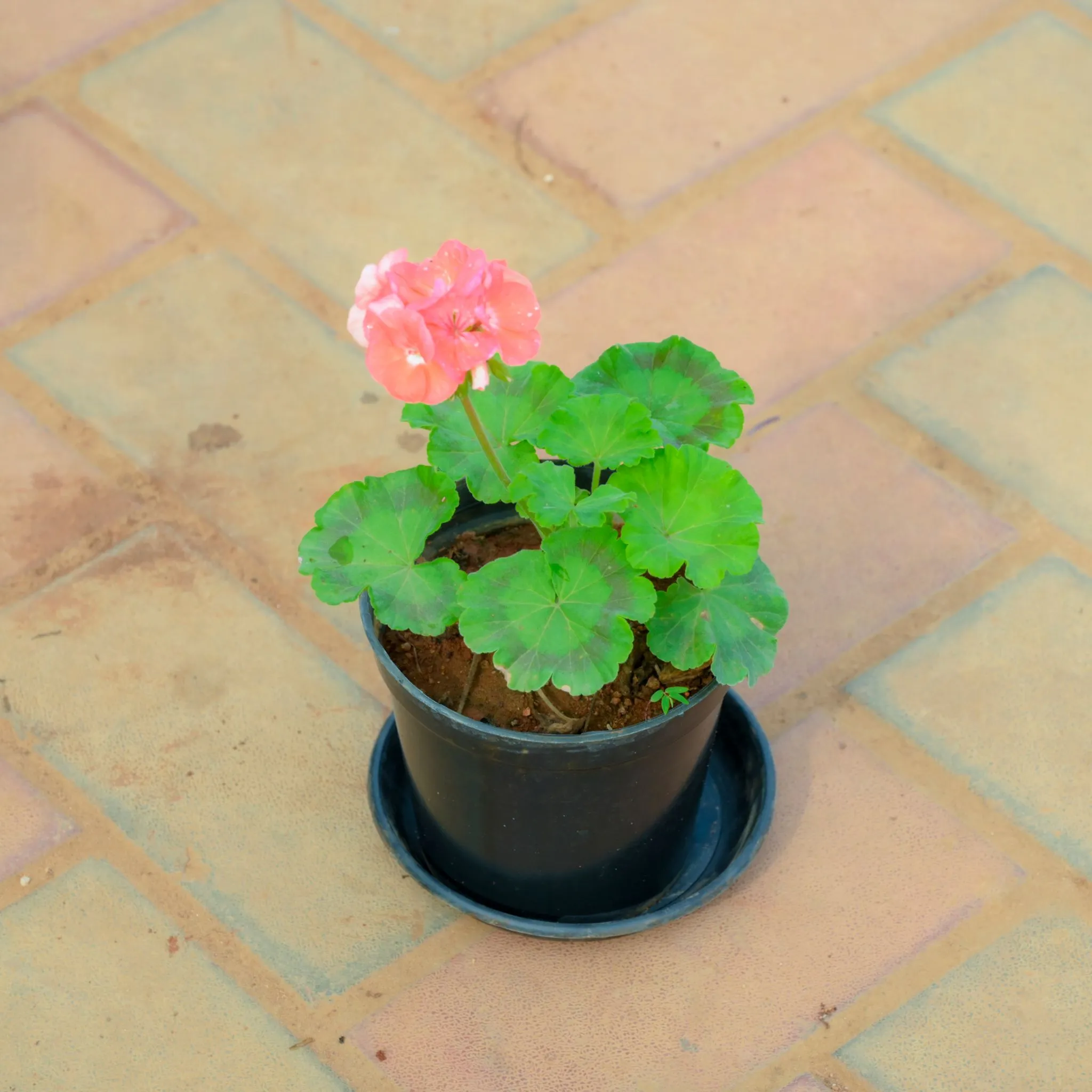 Geranium (Any Colour) in 4 Inch Nursery Pot