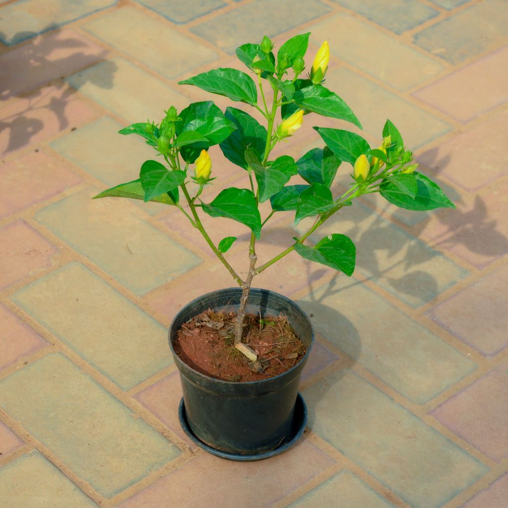 Buy Hibiscus / Gudhal Yellow in 5 Inch Nursery Pot With Tray Online | Urvann.com Hibiscus / Gudhal Yellow in 5 Inch Nursery Pot With Tray