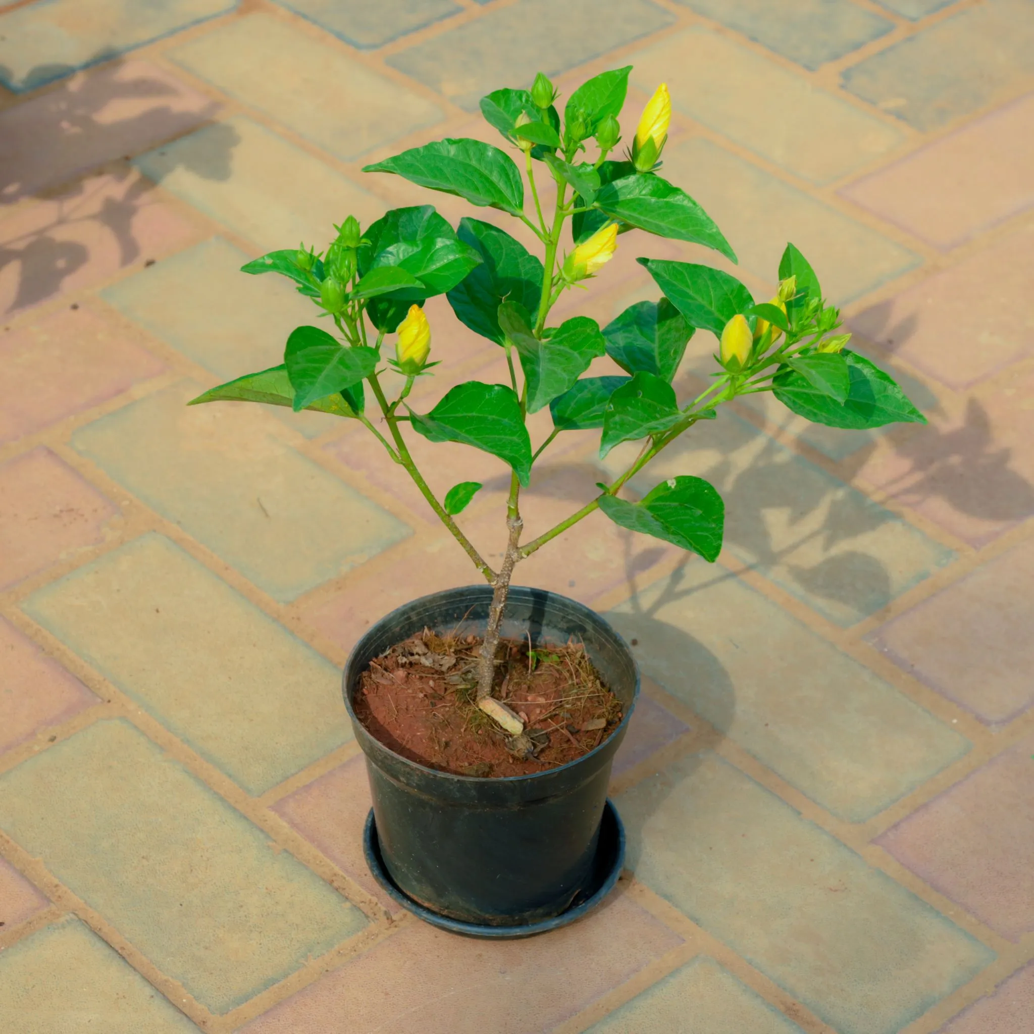 Hibiscus / Gudhal Yellow in 5 Inch Nursery Pot