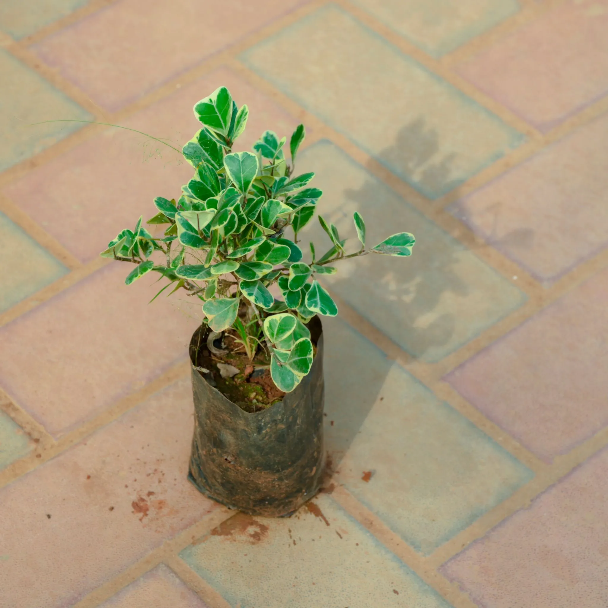 Ficus Green White in 4 Inch Nursery Bag