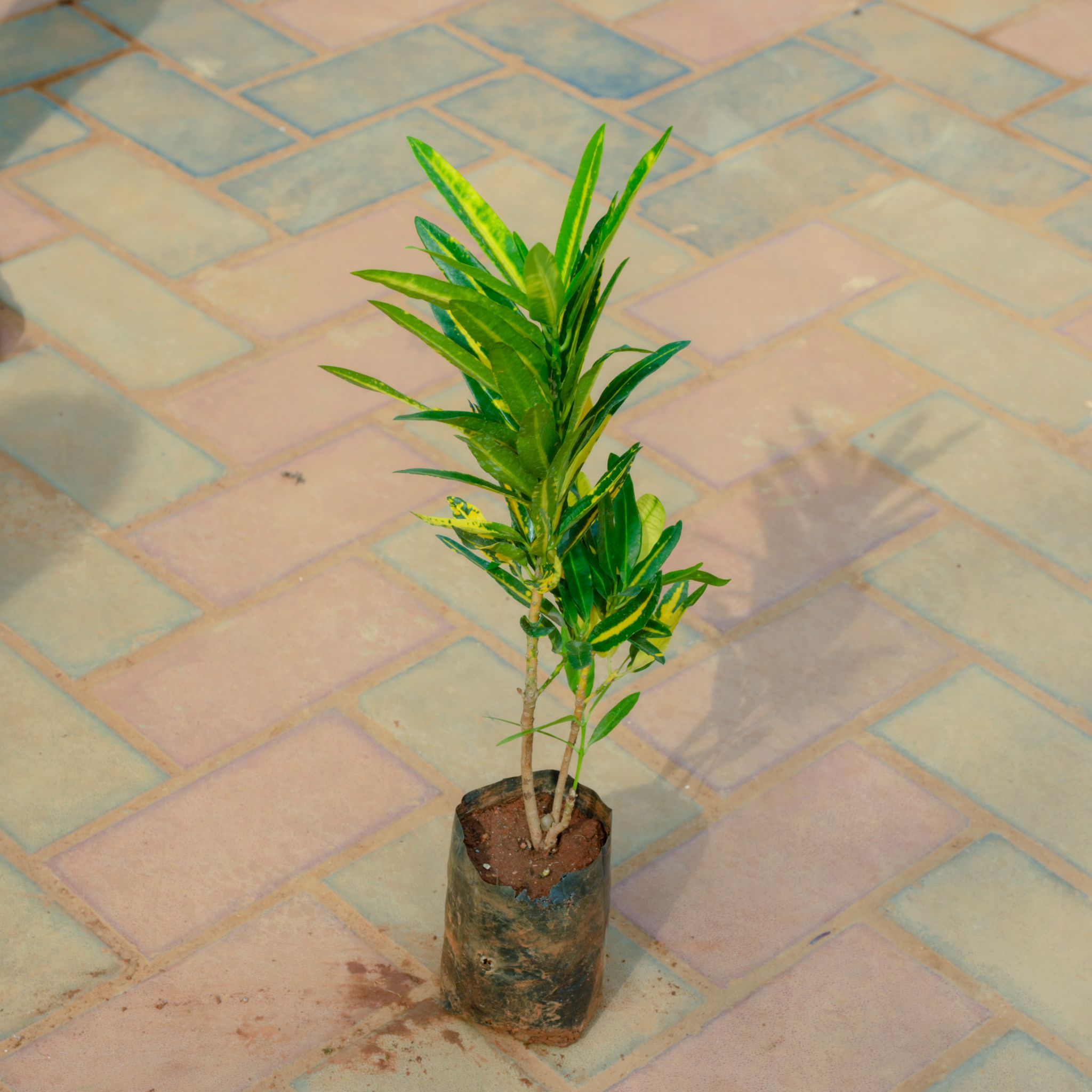 Croton Banana in 4 Inch Nursery Bag