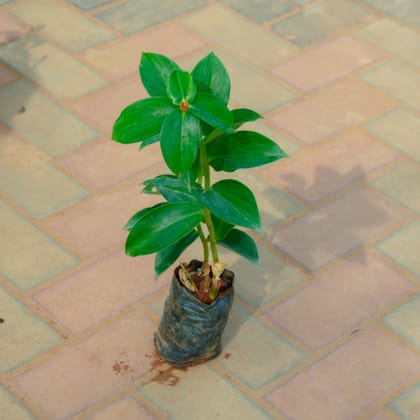 Buy Stevia / Sugar Free Plant in 4 Inch Nursery Bag Online | Urvann.com
