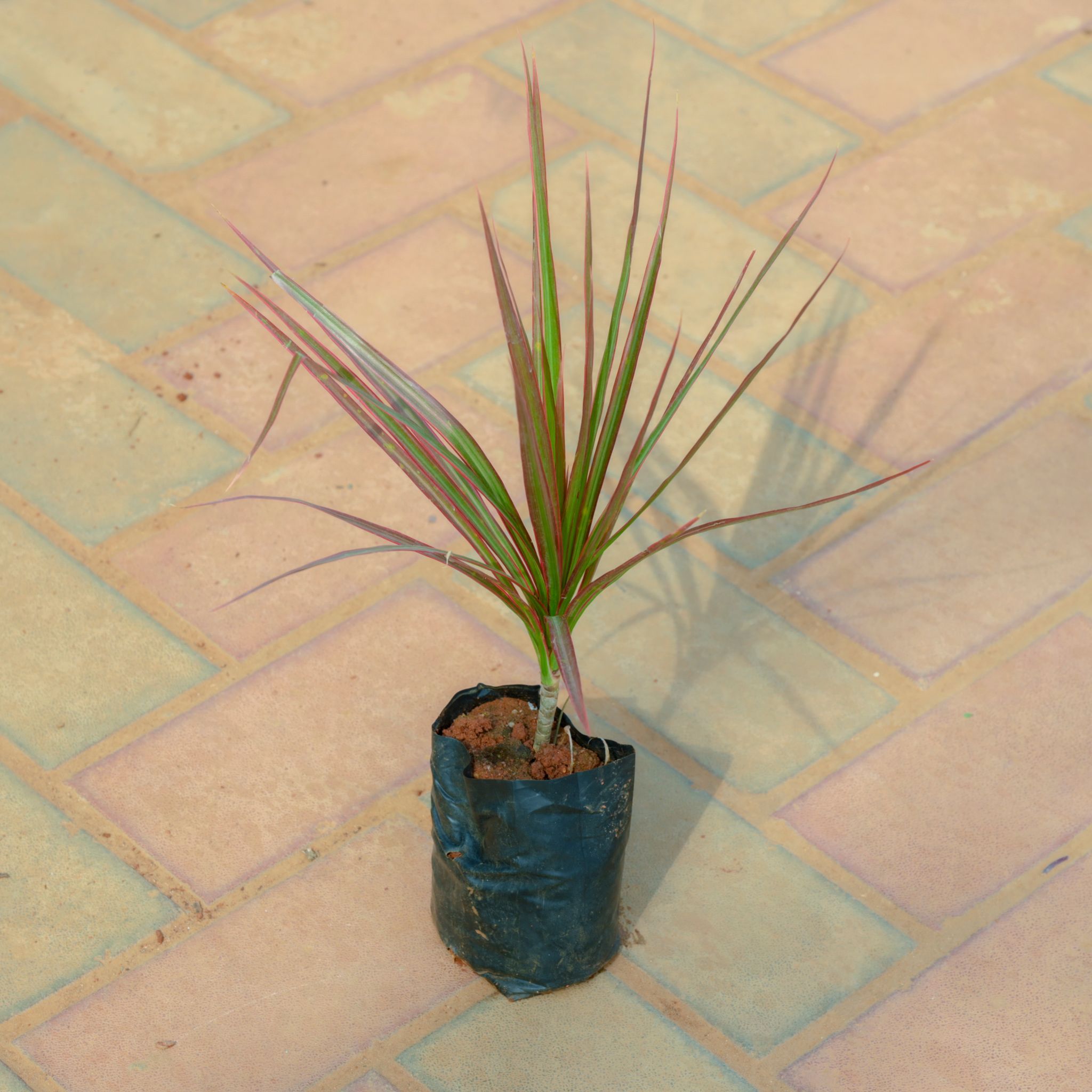 Dracaena Colorama Red in 4 Inch Nursery Bag