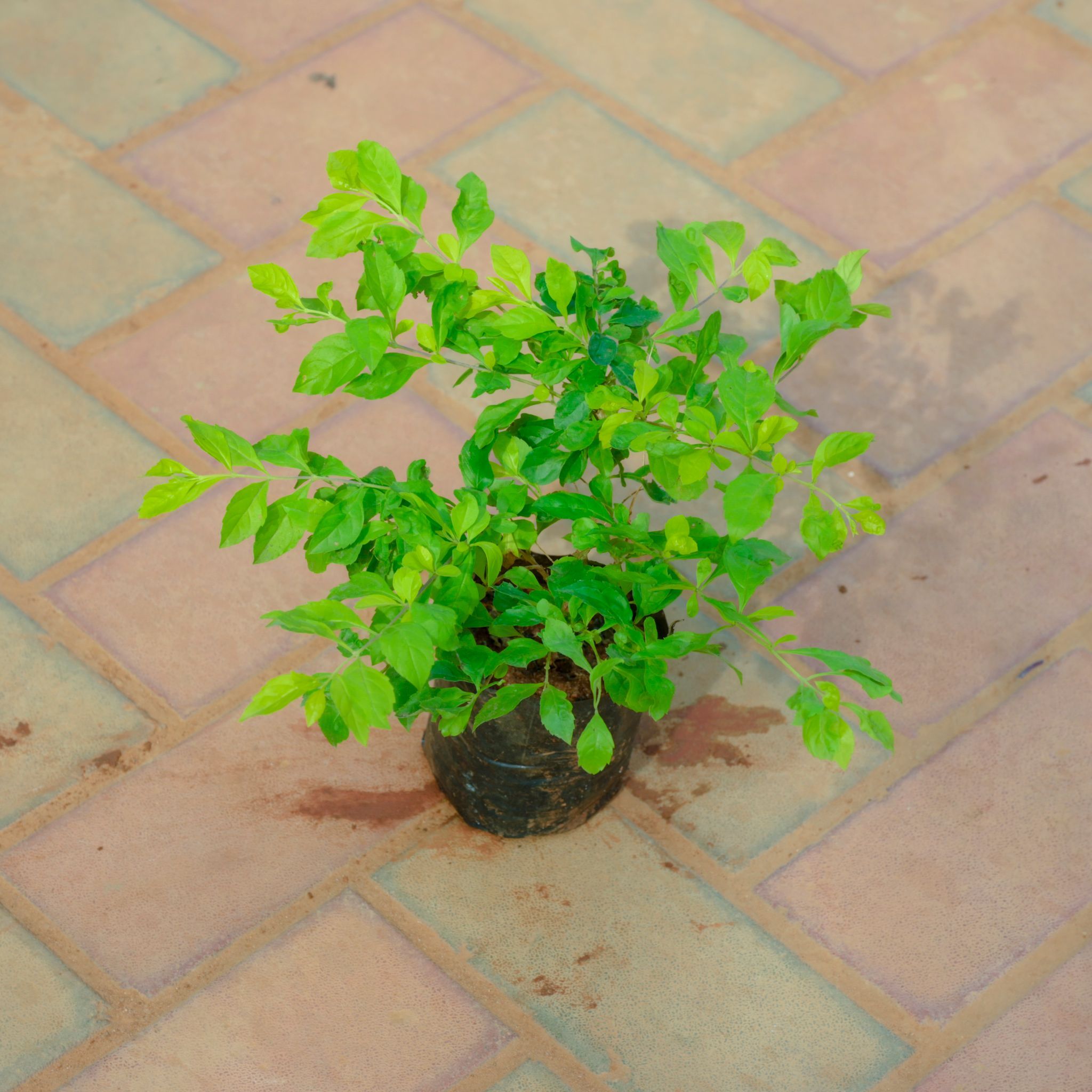 Duranta Green in 4 Inch Nursery Bag