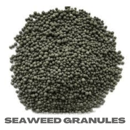 Buy Seaweed Granuals - 1 Kg Online | Urvann.com