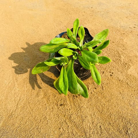 Mesembryanthemum / Ice Plant (any colour) in 3 Inch Nursery Bag