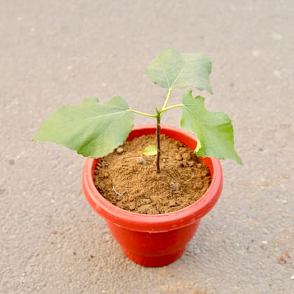 Buy Anjeer / Fig in 10 Inch Terracotta Red Classy Plastic Pot Online | Urvann.com
