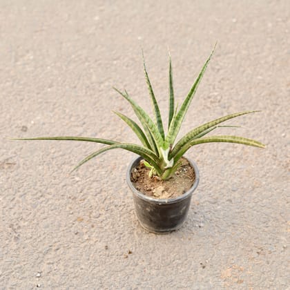 Buy Snake Silver Plant in 4 Inch Nursery Pot Online | Urvann.com