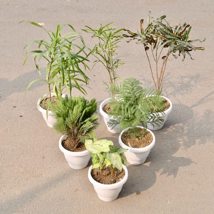Buy Set Of 6 - Morpankhi, Araucaria, Syngonium White, Dracaena Long Leaf, Croton Golden & Chironji Croton in 8 Inch Classy White Plastic Pot Online | Urvann.com