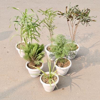 Buy Set Of 6 - Morpankhi, Araucaria, Spider, Dracaena Long Leaf, Croton Golden & Chironji Croton in 8 Inch Classy White Plastic Pot Online | Urvann.com