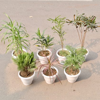 Buy Set Of 7 - Morpankhi, Araucaria, Dracaena Colorama Red, Dracaena Reflexa, Dracaena Long Leaf, Croton Golden & Chironji Croton in 8 Inch Classy White Plastic Pot Online | Urvann.com