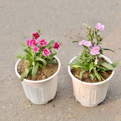 Buy Set Of 2 - Dianthus (Any Colour) in 6 Inch White Nursery Pot Online | Urvann.com