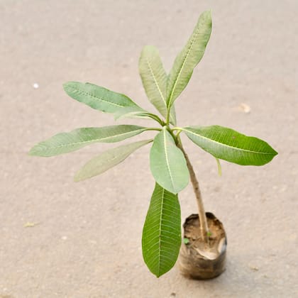 Buy Champa / Plumeria in 6 Inch Nursery Bag Online | Urvann.com