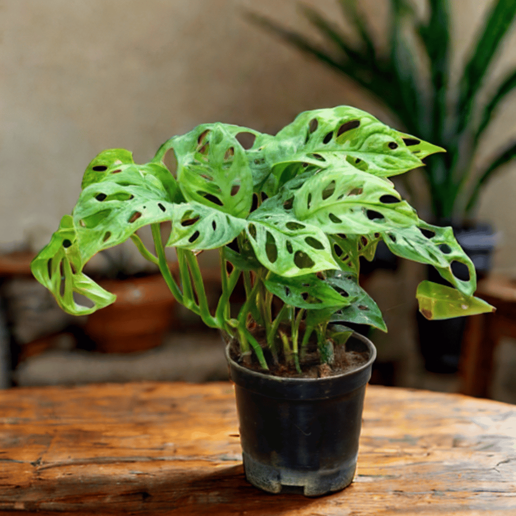 Monstera Broken Heart in 4 Inch Nursery Pot Monstera Broken Heart in 4 Inch Nursery Pot