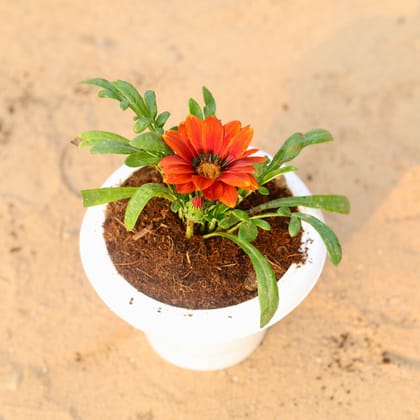 Buy Gazania (any colour) in 6 Inch Classy White Plastic Pot Online | Urvann.com