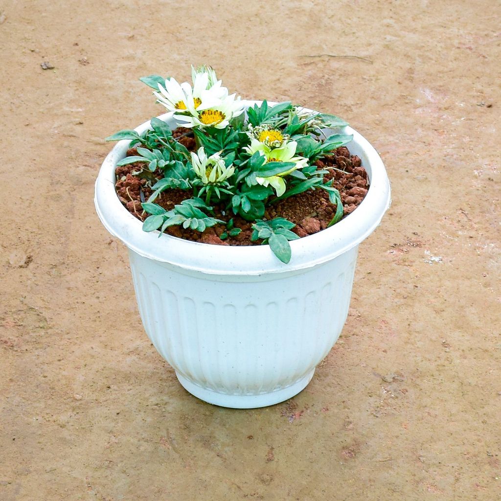 Buy Gazania (Any Colour) in 8 Inch White Olive Plastic Pot Online | Urvann.com Gazania (Any Colour) in 8 Inch White Olive Plastic Pot