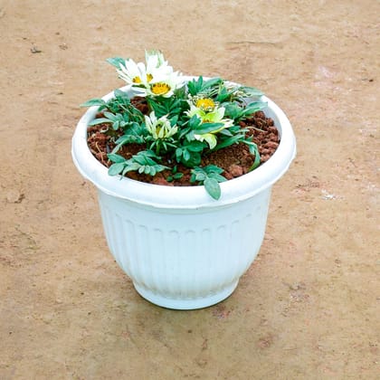 Buy Gazania (Any Colour) in 8 Inch White Olive Plastic Pot Online | Urvann.com