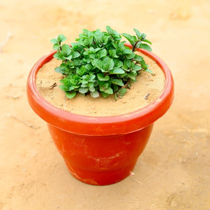 Buy Pudina / Mint in 8 Inch Classy Red Plastic Pot Online | Urvann.com