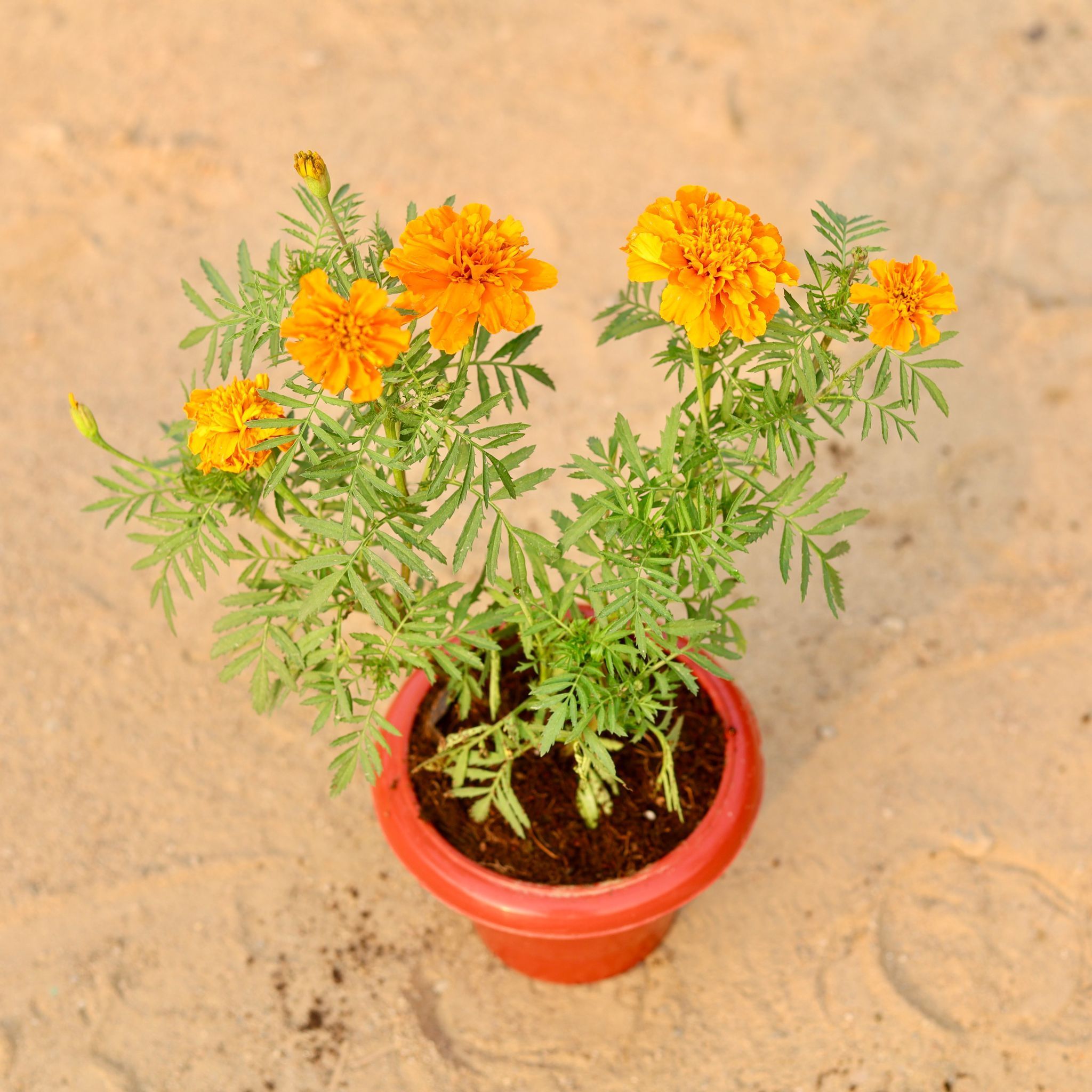 Marigold / Genda (Any Colour) in 8 Inch Terracotta Red Classy Plastic Pot