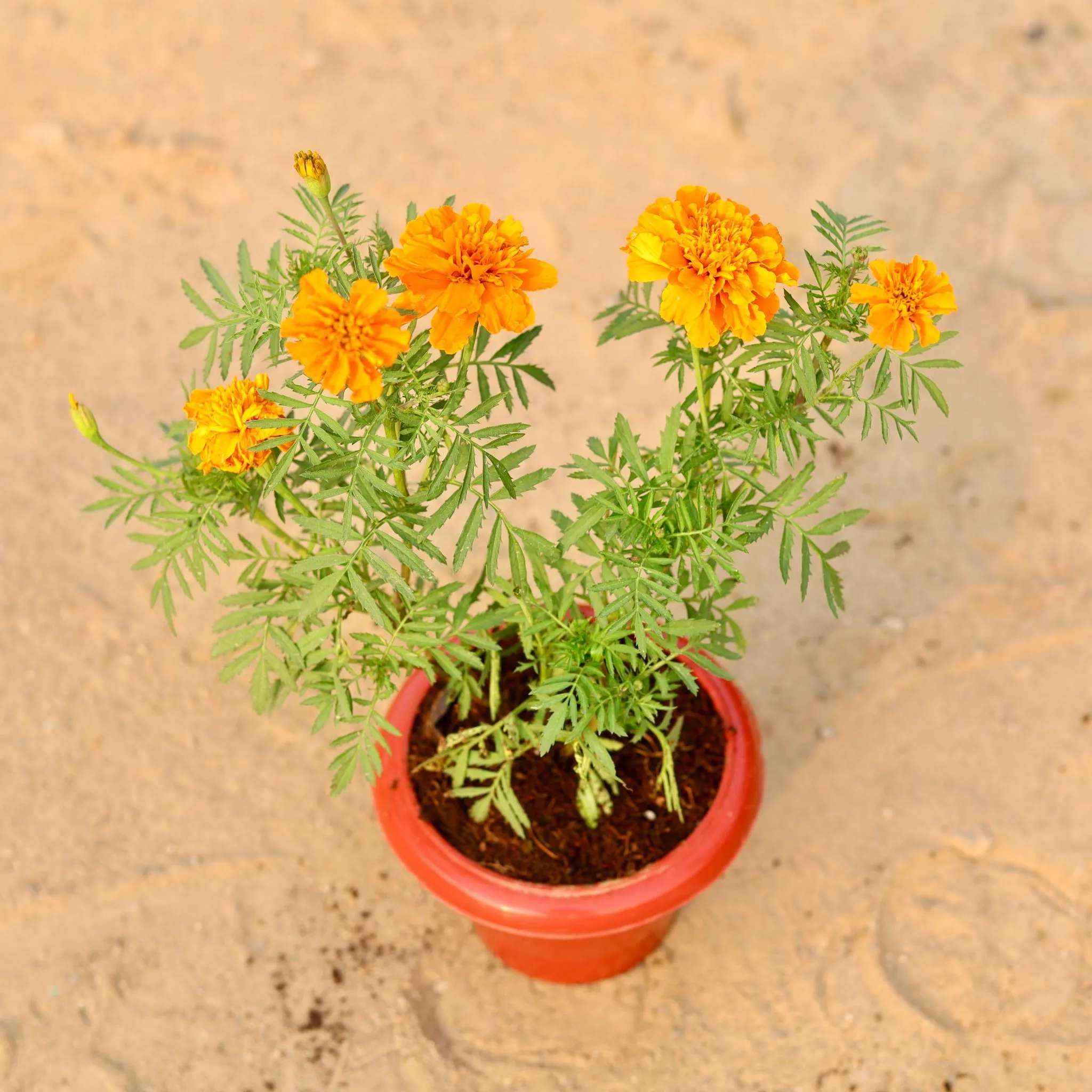 Marigold / Genda (Any Colour) in 8 Inch Terracotta Red Classy Plastic Pot