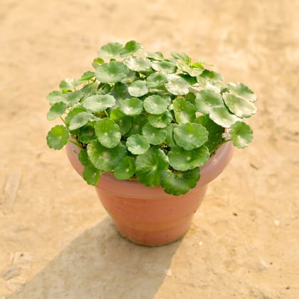 Buy Brahmi Dollar / Pennywort / Coin Plant in 8 Inch White Classy Plastic Pot Online | Urvann.com