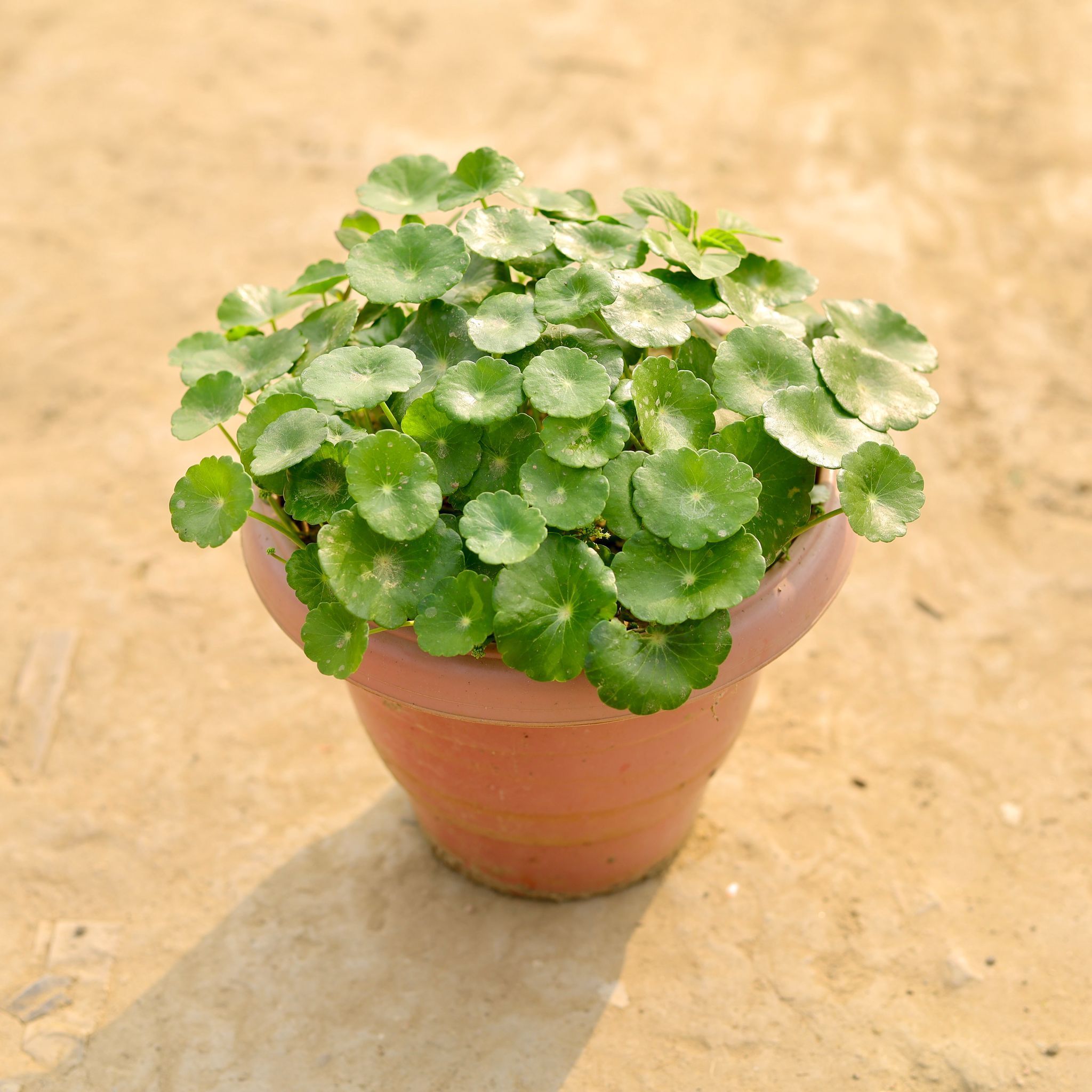 Brahmi Dollar / Pennywort / Coin Plant in 8 Inch White Classy Plastic Pot
