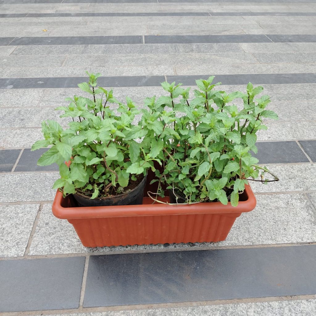 Buy Mint in 14 Inch Brown Premium Jupiter Rectangular Window Planter Online | Urvann.com Mint in 14 Inch Brown Premium Jupiter Rectangular Window Planter