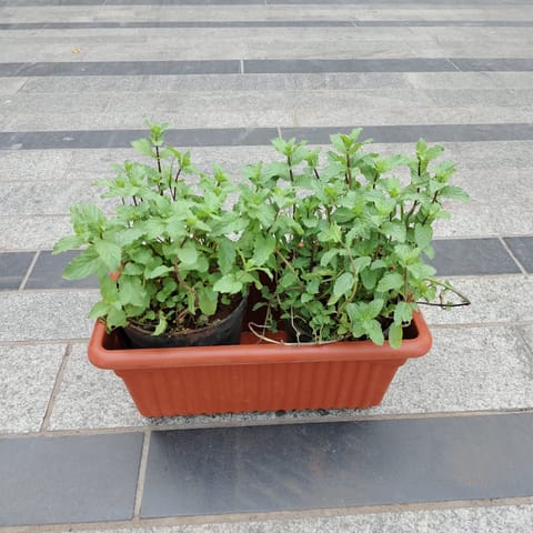 Three Mint / Pudina  in 14 Inch Brown Premium Jupiter Rectangular Window Planter