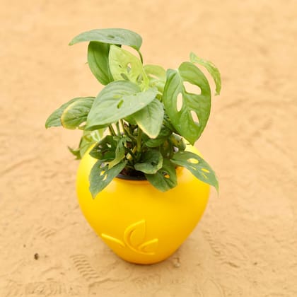 Buy Monstera Broken Heart in 7 Inch Yellow Premium Apple Leaf Plastic Pot Online | Urvann.com