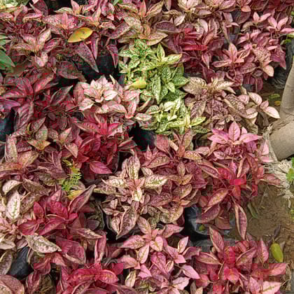 Hypoestes / Polka Dot (any colour) in 3 Inch Nursery Bag