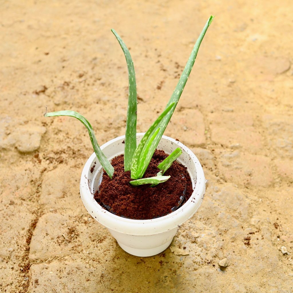 Aloe Vera in 8 Inch Classy White Plastic Pot