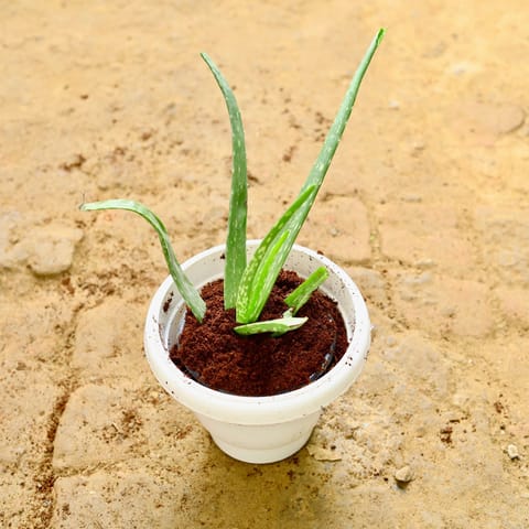 Aloe Vera in 8 Inch Classy White Plastic Pot