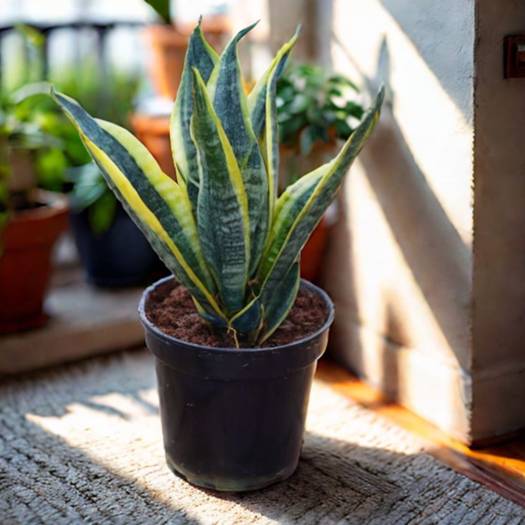 Snake Long Variegated in 5 Inch Nursery Pot - Best Low Maintenance Indoor Plant Snake Long Variegated in 5 Inch Nursery Pot - Best Low Maintenance Indoor Plant