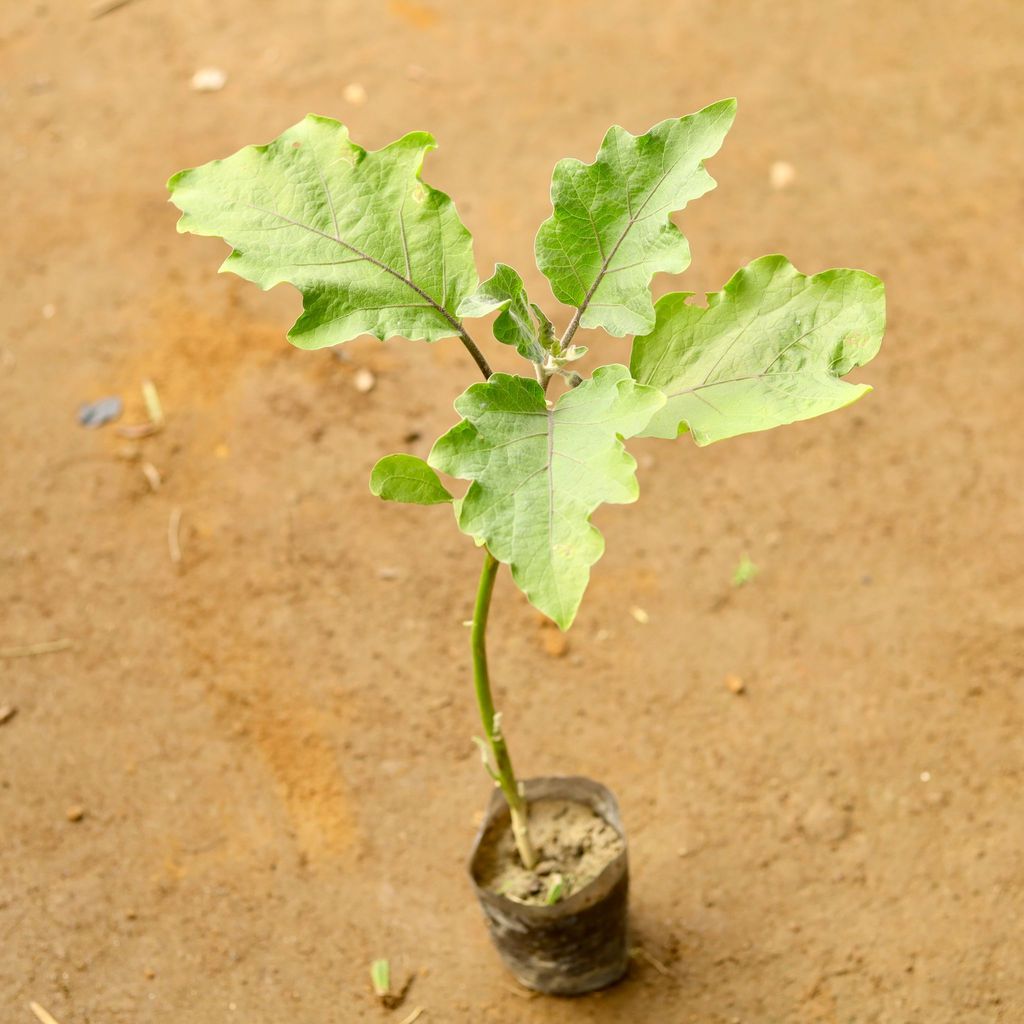 Baigan / Brinjal in 3 Inch Nursery Bag Baigan / Brinjal in 3 Inch Nursery Bag