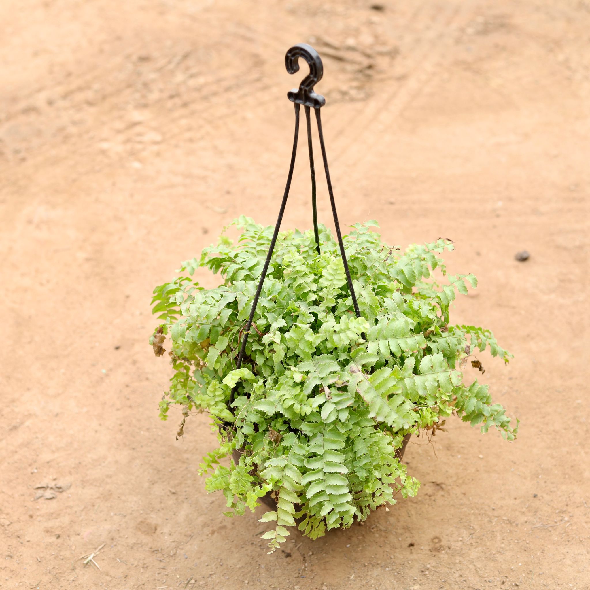 Fern Green in 6 Inch Black Hanging Plastic Pot