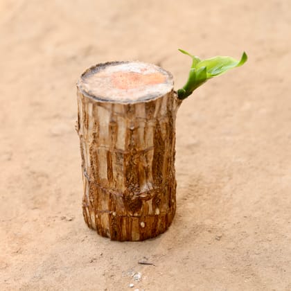 Buy Brazilian Wood (Imported) in 3 Inch Nursery Bag Online | Urvann.com