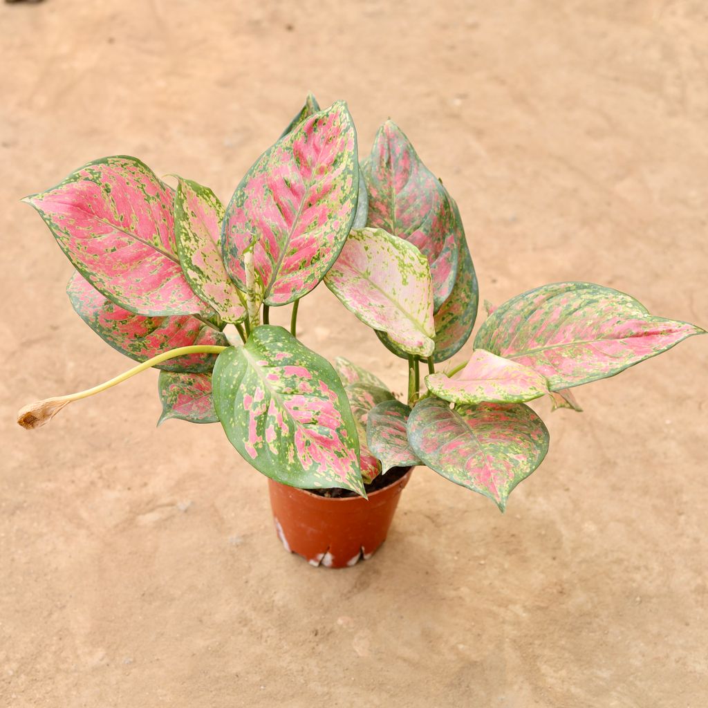 Buy Aglaonema Pink Dalmatian in 6 Inch Nursery Pot Online | Urvann.com Aglaonema Pink Dalmatian in 6 Inch Nursery Pot