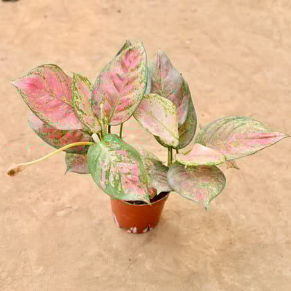 Buy Aglaonema Pink Dalmatian in 6 Inch Nursery Pot Online | Urvann.com